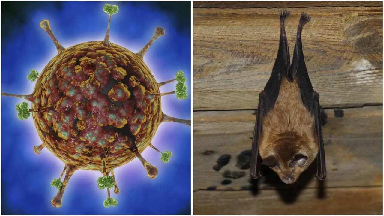 virus nipah